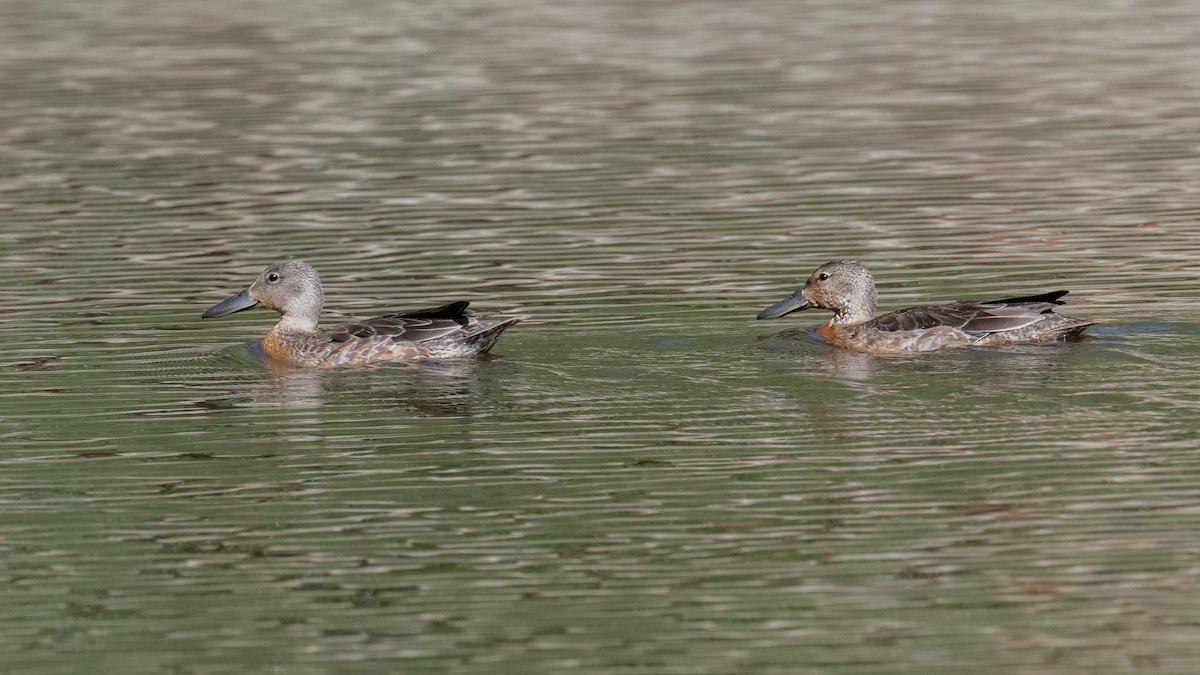 Cinnamon Teal - Jeff Bleam