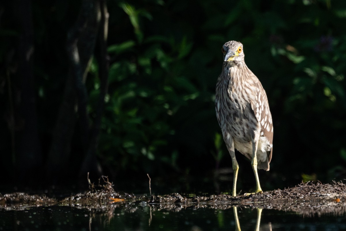 Black-crowned Night Heron - Brad Imhoff