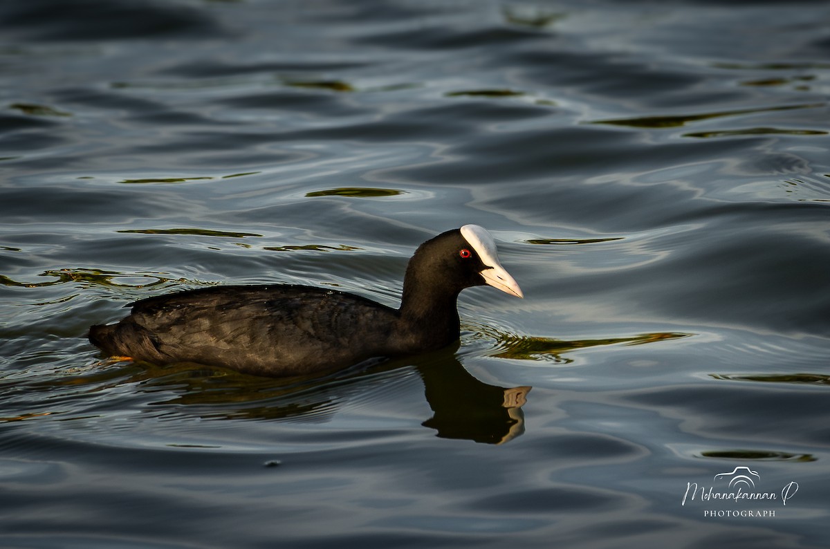 Eurasian Coot - ML622838413
