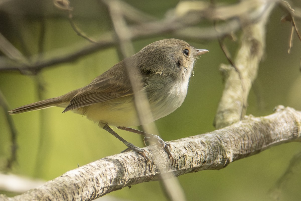 Fulvous-crowned Scrub-Tyrant - Andy Bowen