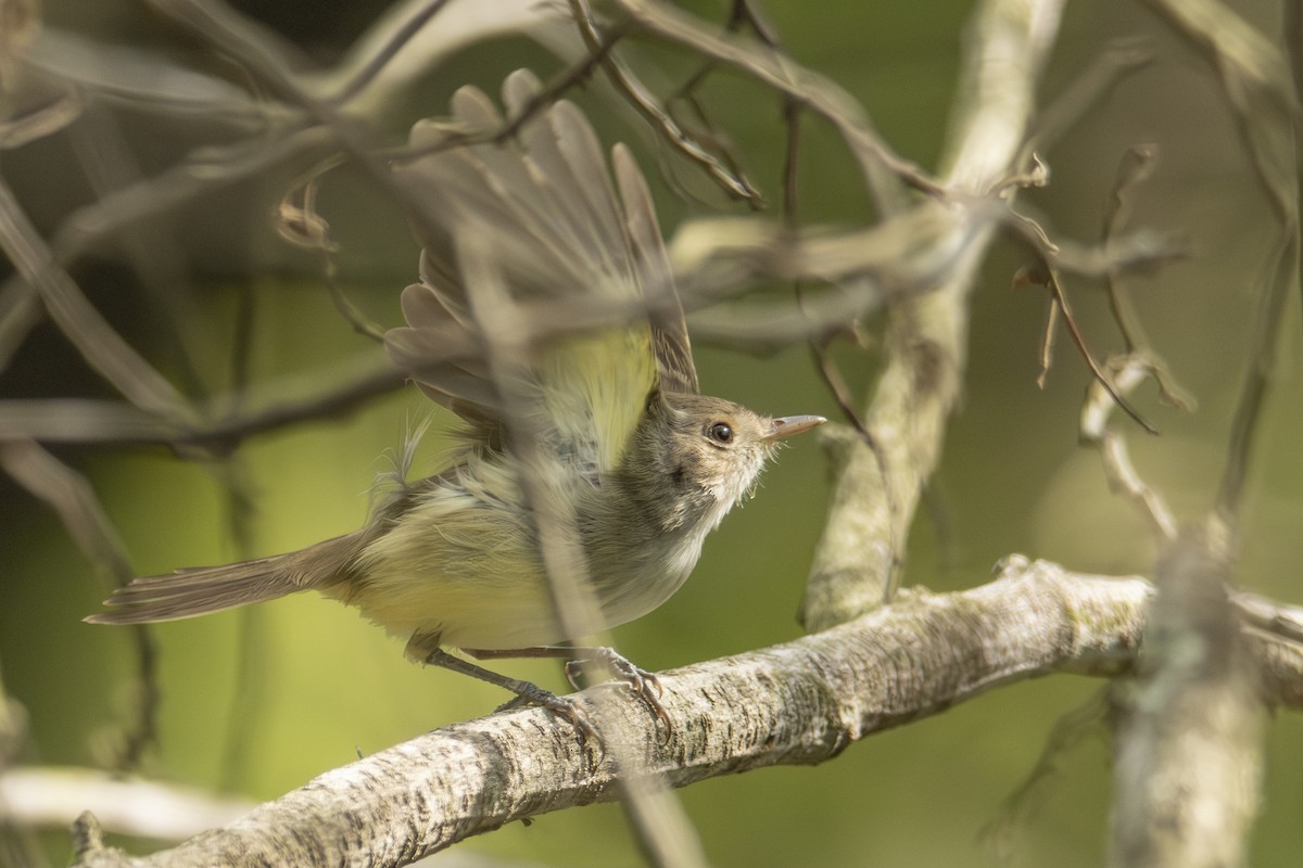 Fulvous-crowned Scrub-Tyrant - ML622838417