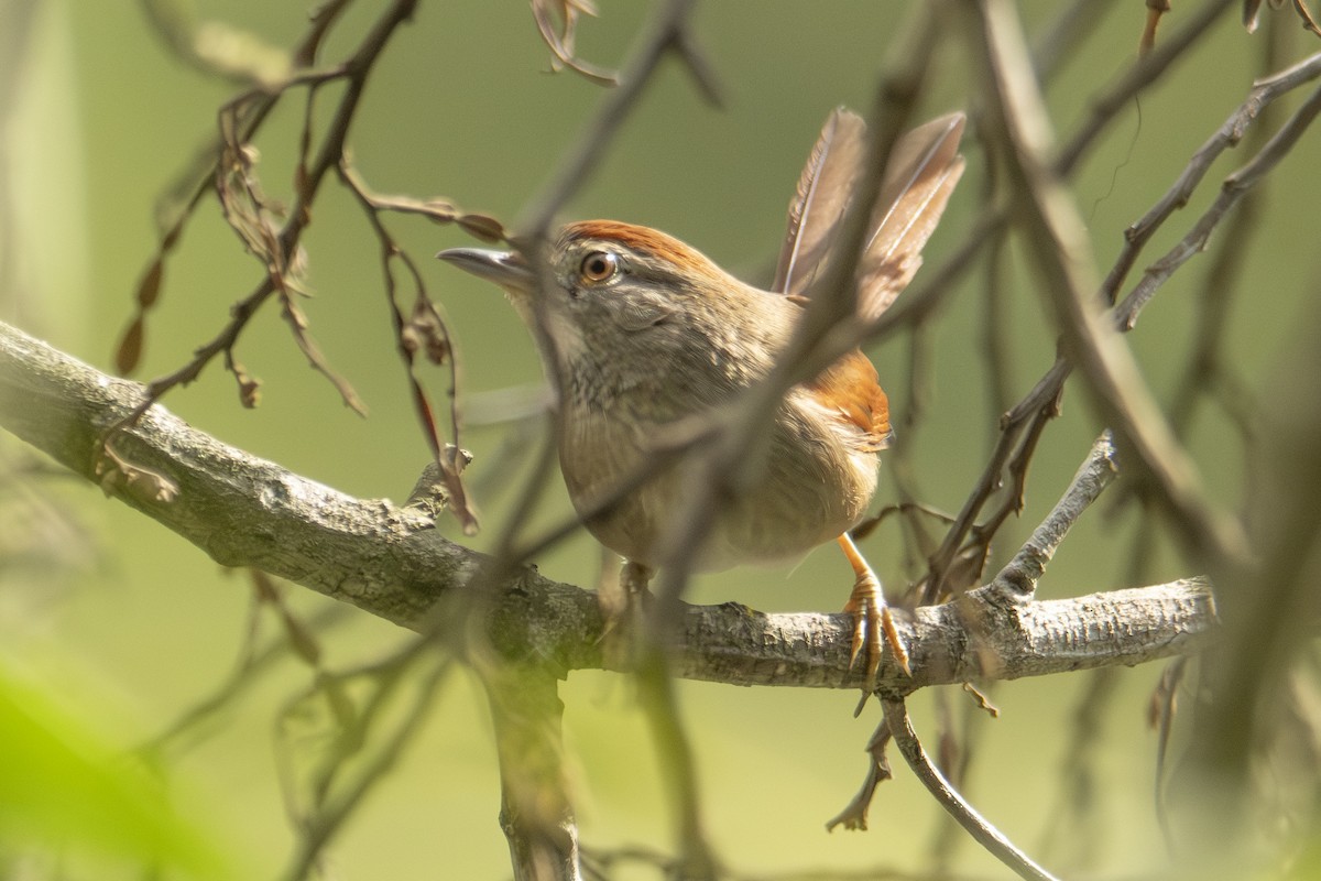 Sooty-fronted Spinetail - ML622838422