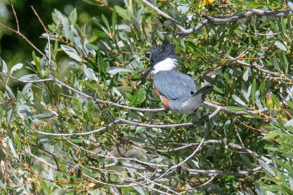 Belted Kingfisher - ML622838426