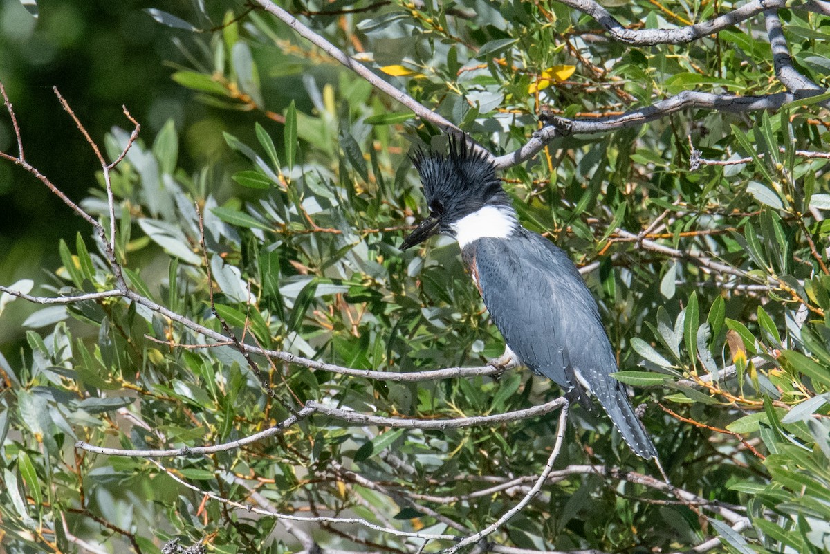 שלדג אמריקני - ML622838427