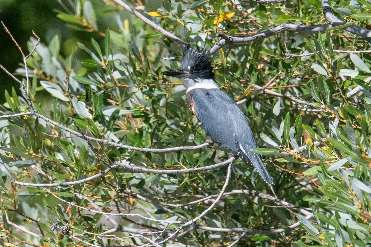 Belted Kingfisher - ML622838428