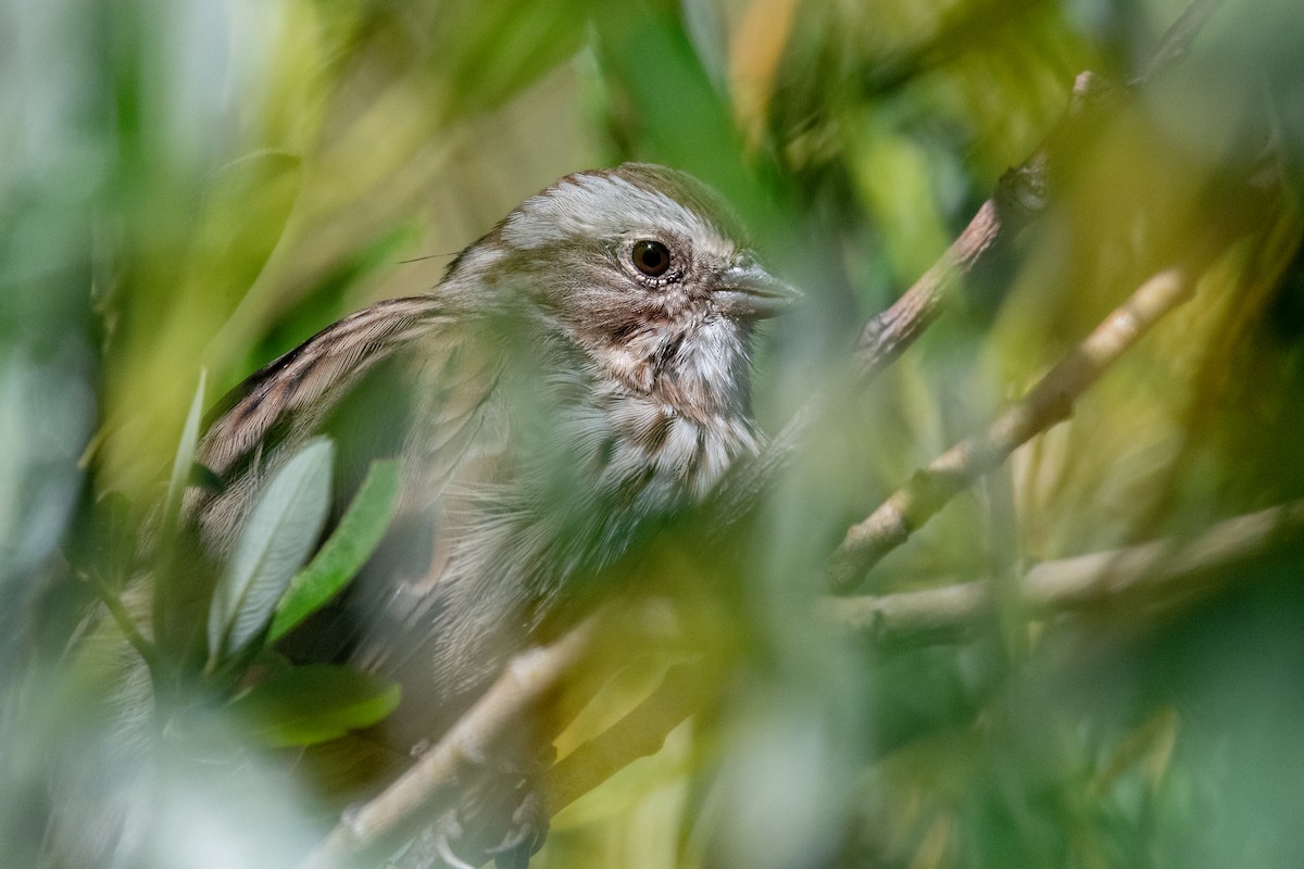 Song Sparrow - ML622838439