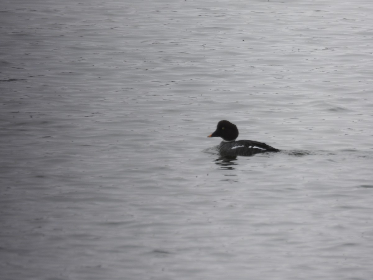 Common Goldeneye - ML622838445