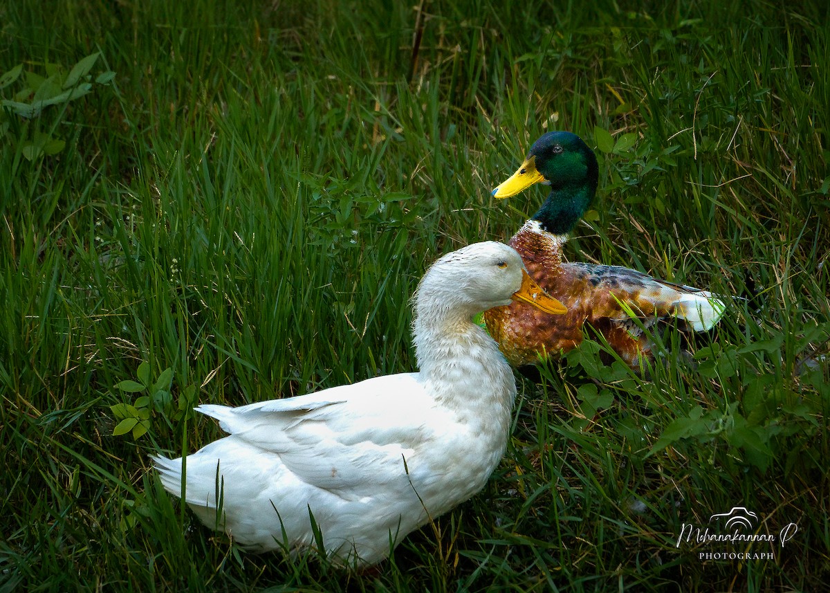 duck sp. - ML622838449