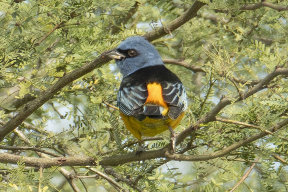 Blue-and-yellow Tanager - ML622838450