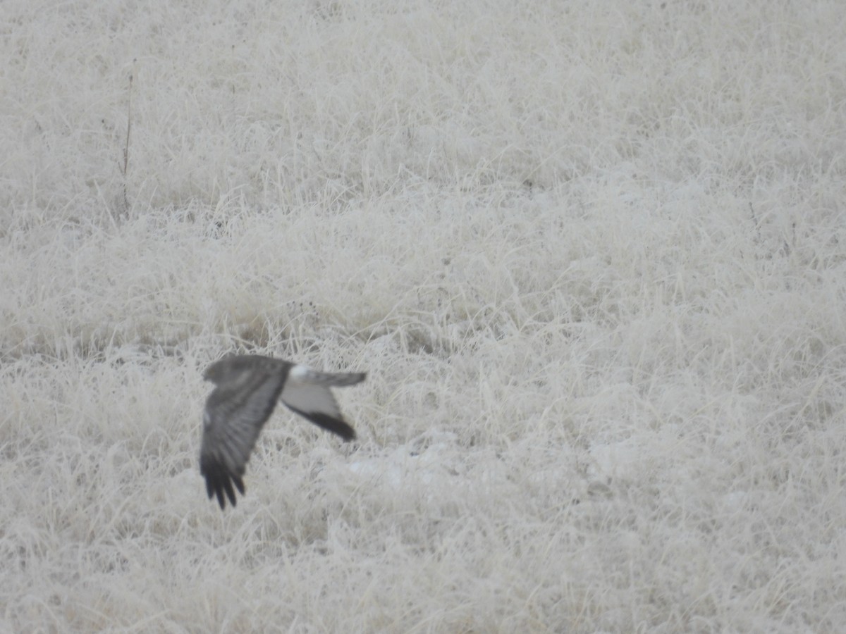 Northern Harrier - ML622838456