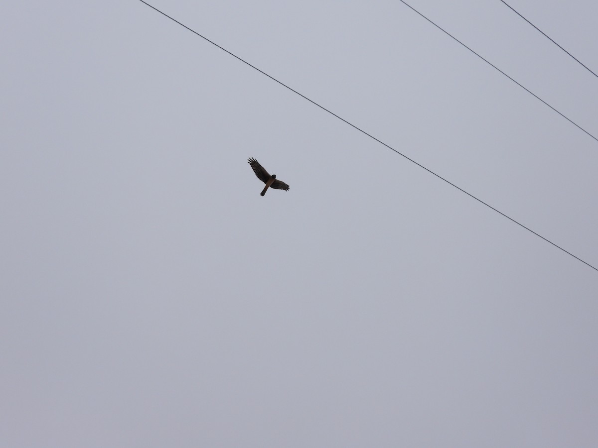 Northern Harrier - ML622838457