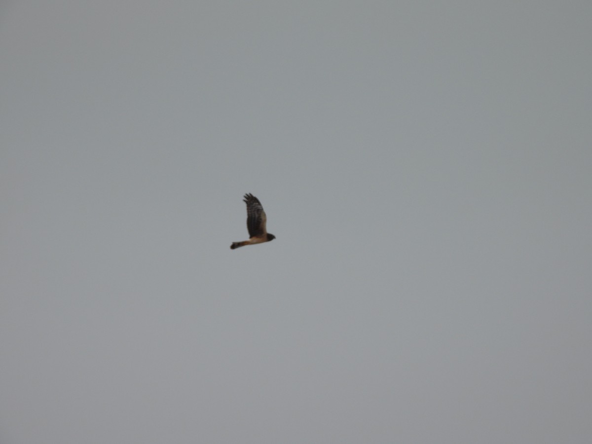 Northern Harrier - ML622838458