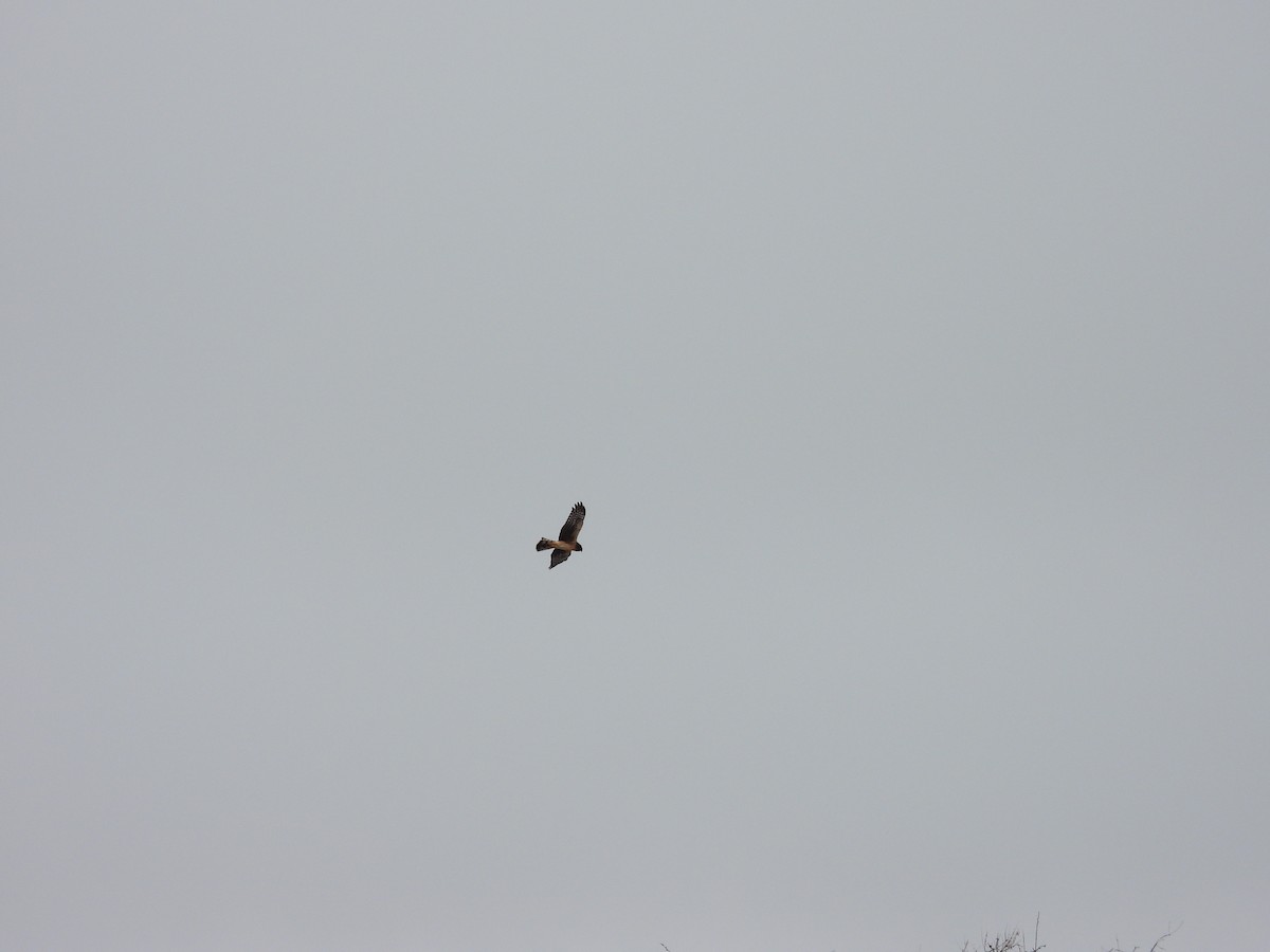 Northern Harrier - ML622838459