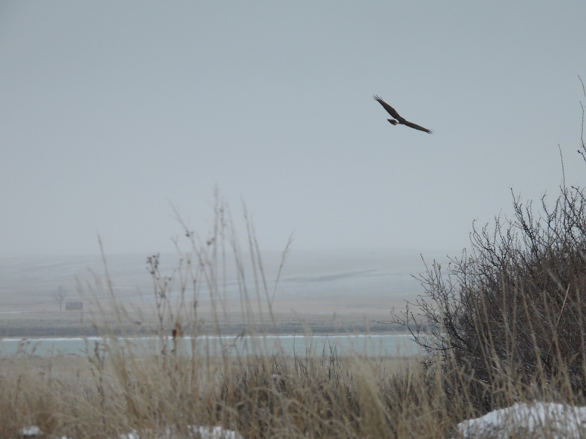 Northern Harrier - Shelly Windett