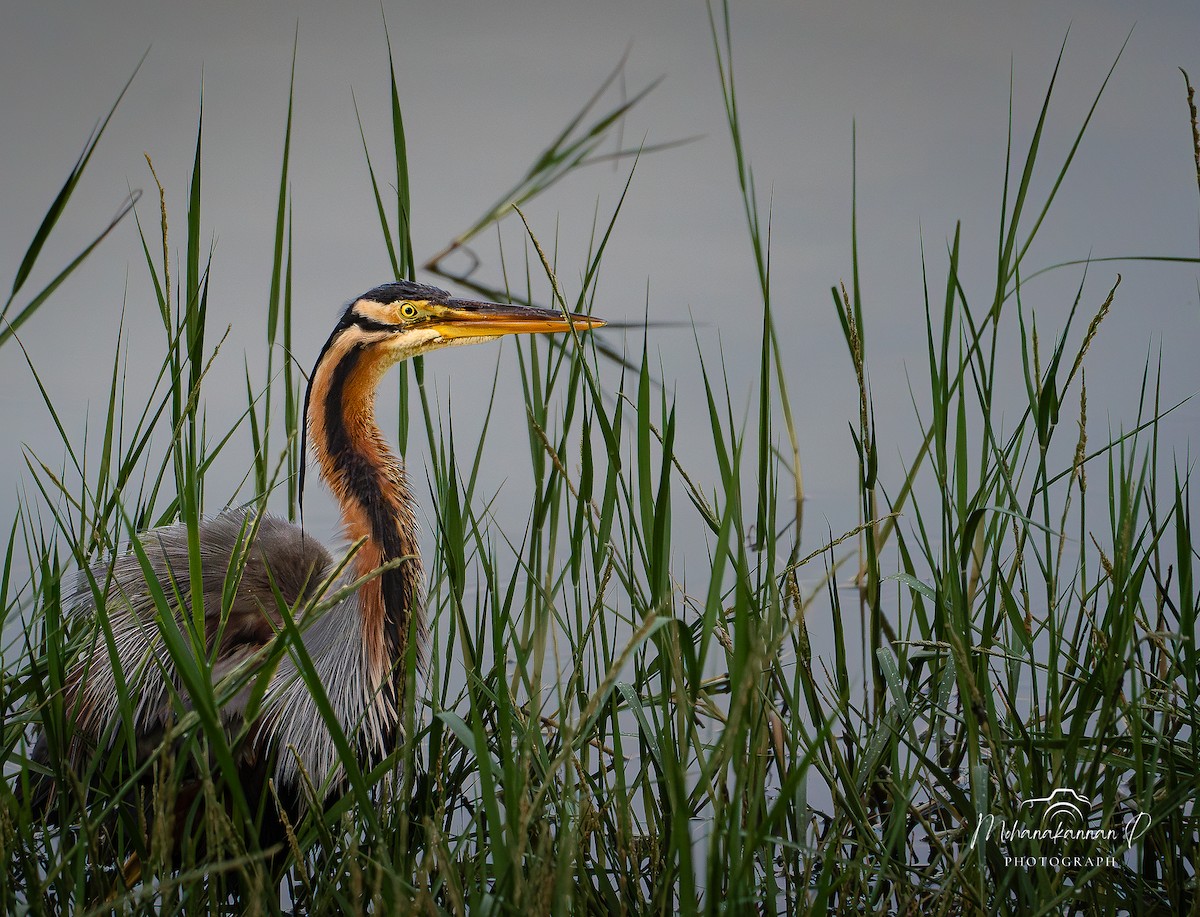 Purple Heron - ML622838479
