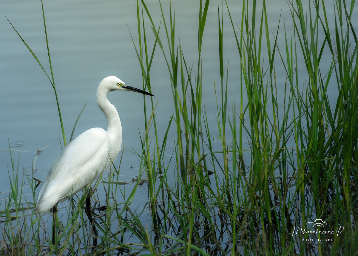 Little Egret - ML622838503