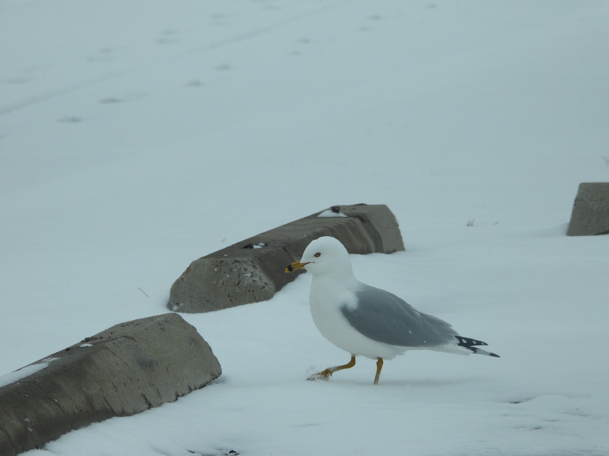 Ring-billed Gull - ML622838515