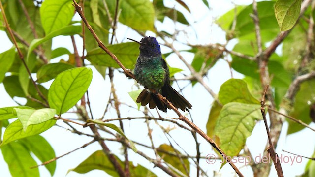 Golden-tailed Sapphire - ML622838518
