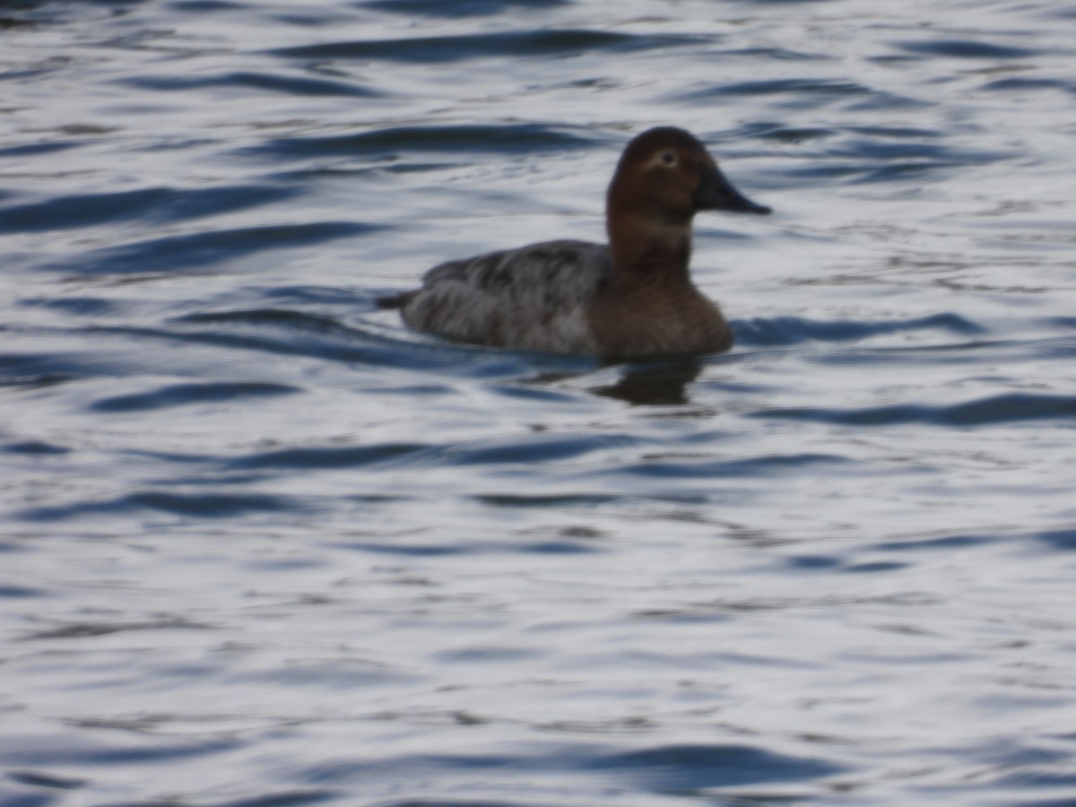 Canvasback - ML622838668