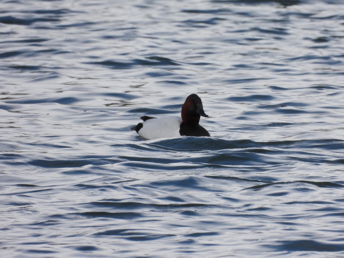 Canvasback - ML622838712