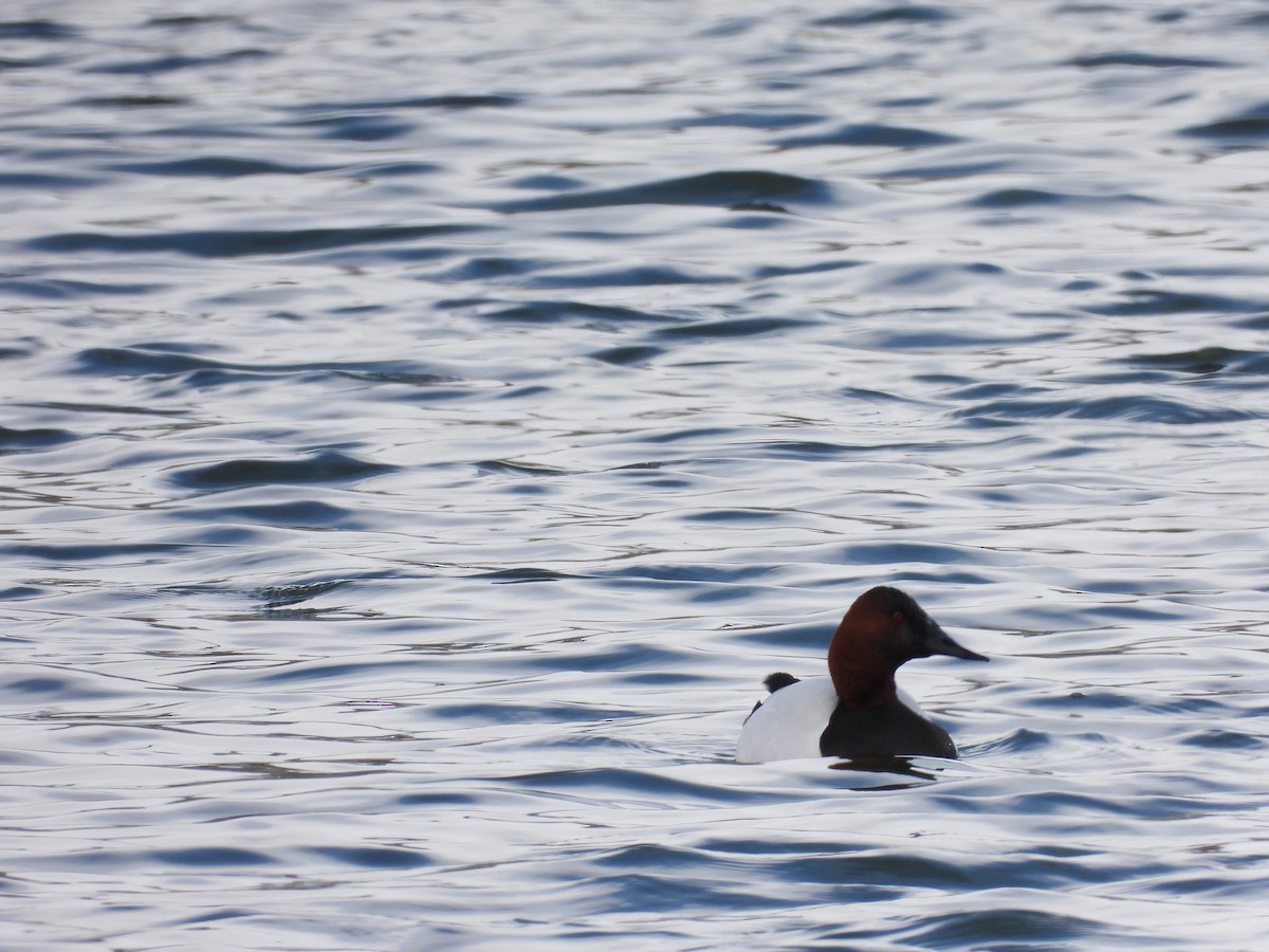 Canvasback - ML622838713