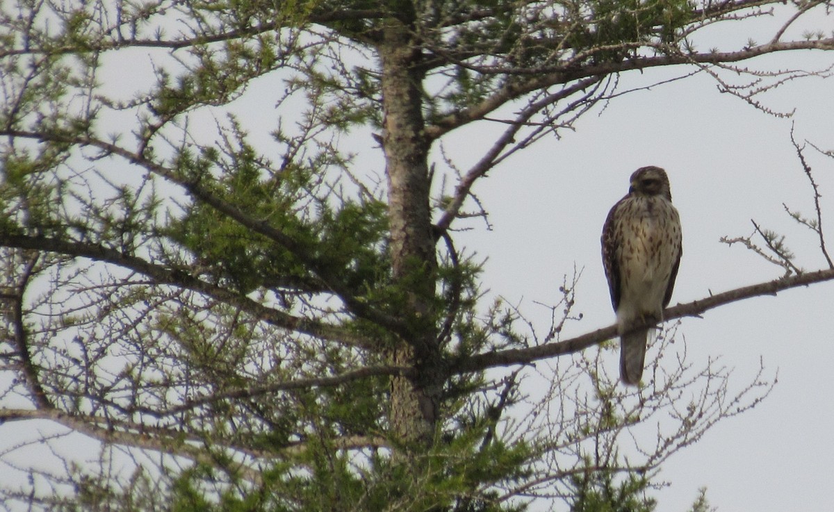 Red-shouldered Hawk - ML622838719