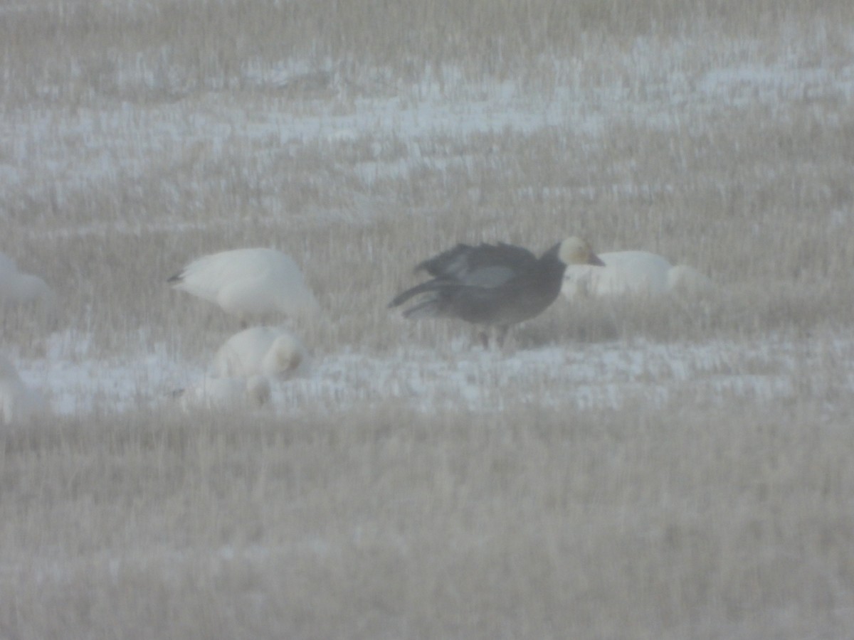 Snow Goose - ML622838756