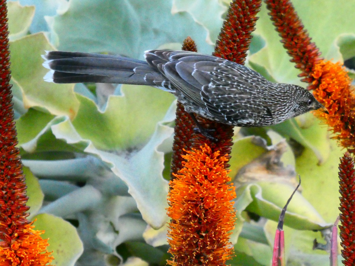 Little Wattlebird - Lev Ramchen