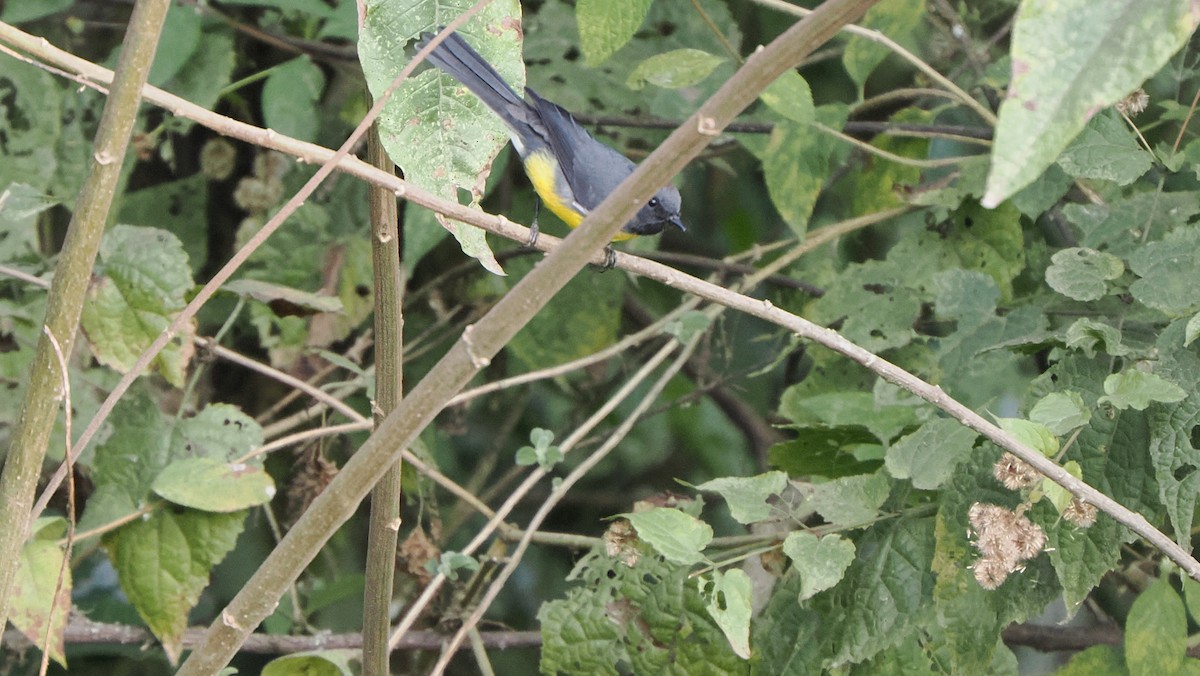 Slate-throated Redstart - ML622838797