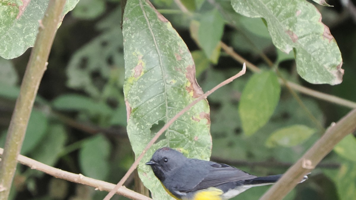 Slate-throated Redstart - ML622838803