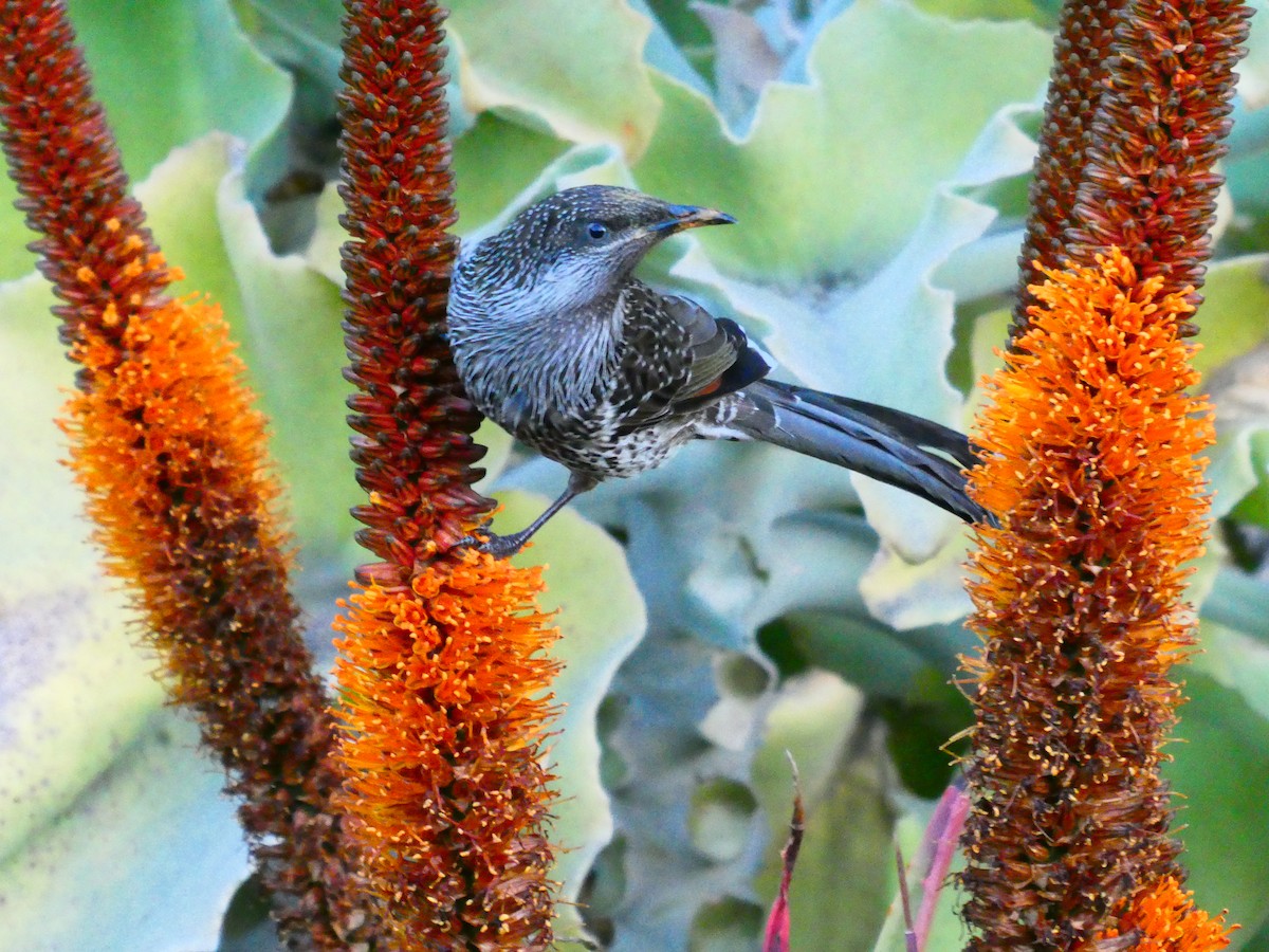 Little Wattlebird - Lev Ramchen