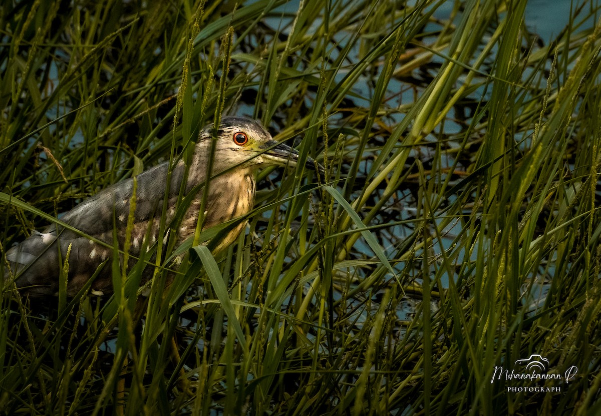 Black-crowned Night Heron - ML622838855