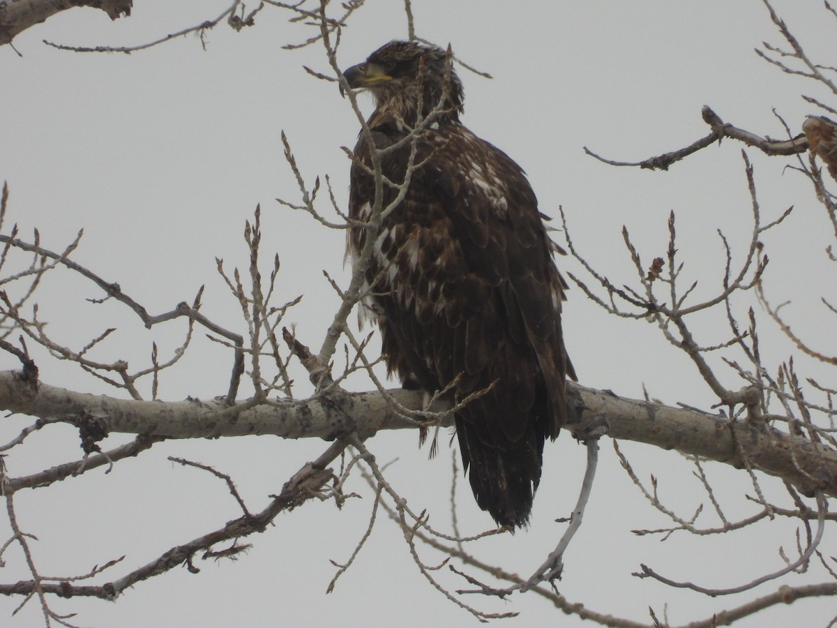 Bald Eagle - ML622838886