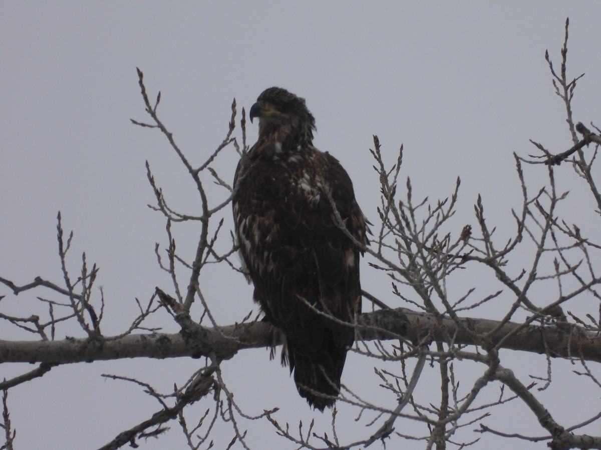 Bald Eagle - ML622838887