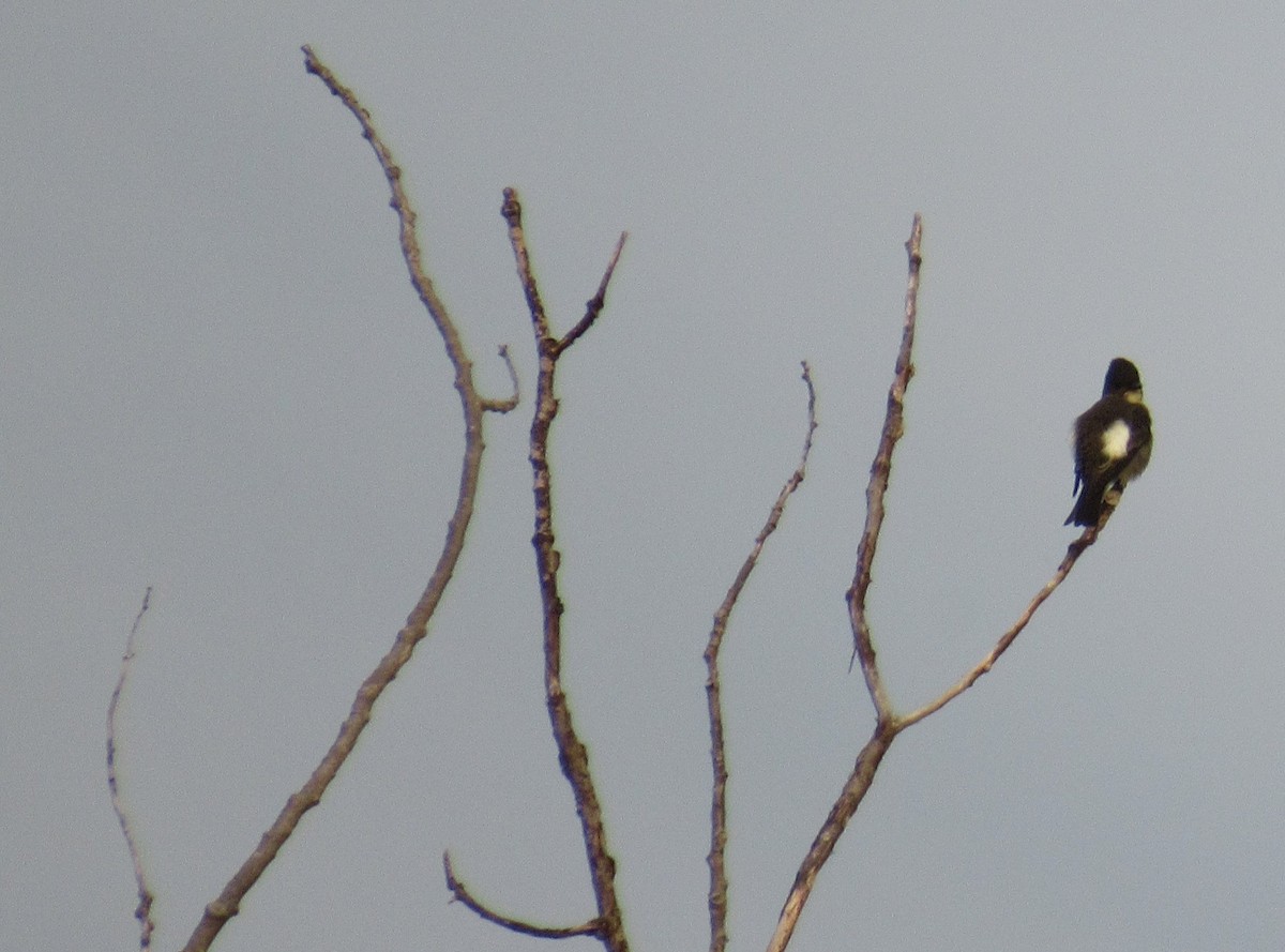 Olive-sided Flycatcher - ML622838917