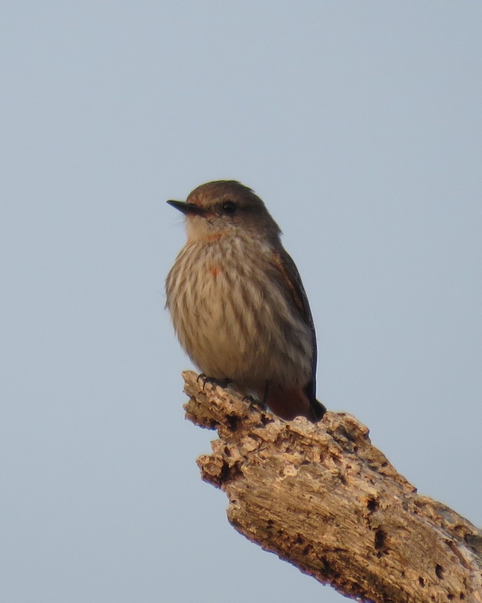 Vermilion Flycatcher - ML622838929