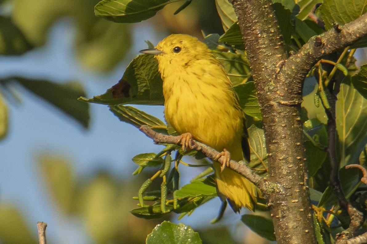 Yellow Warbler - ML622838946