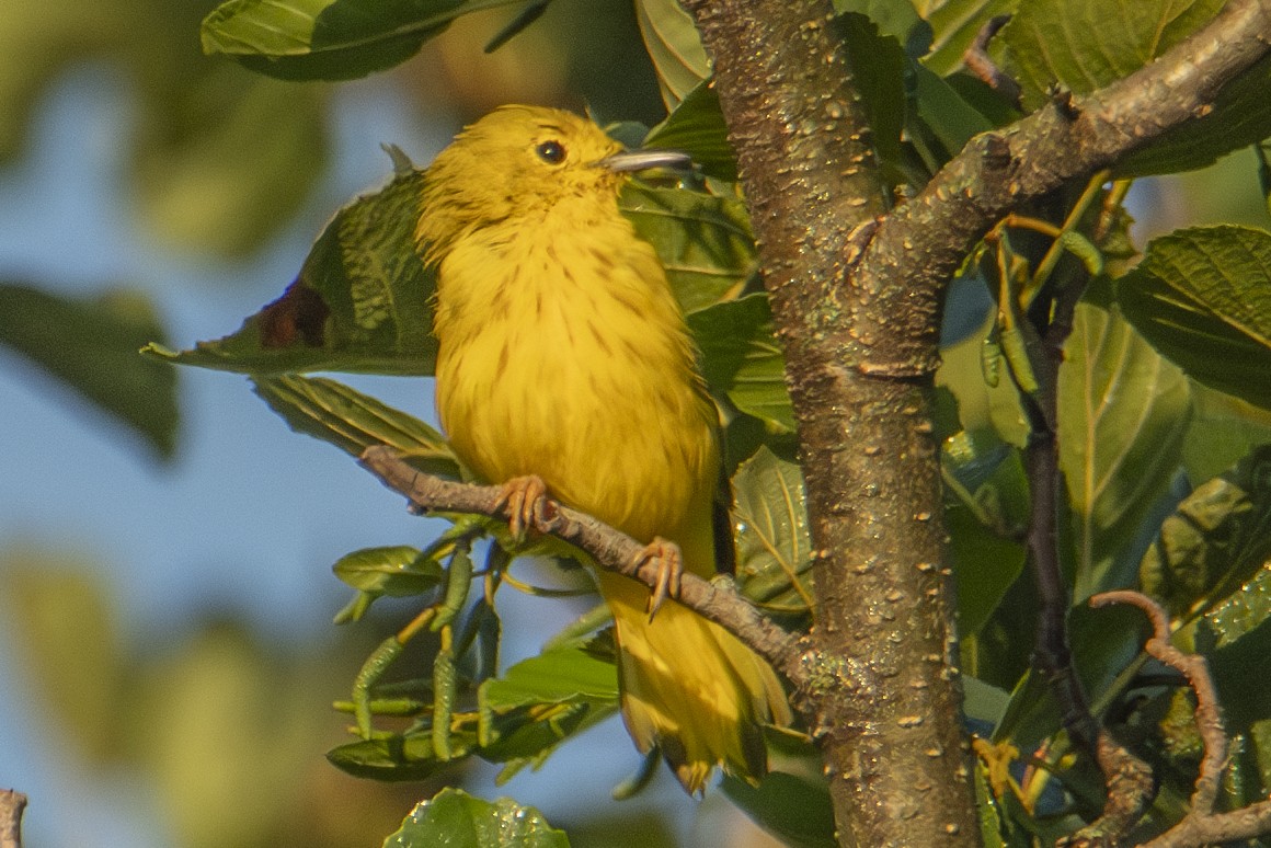 Yellow Warbler - ML622838947