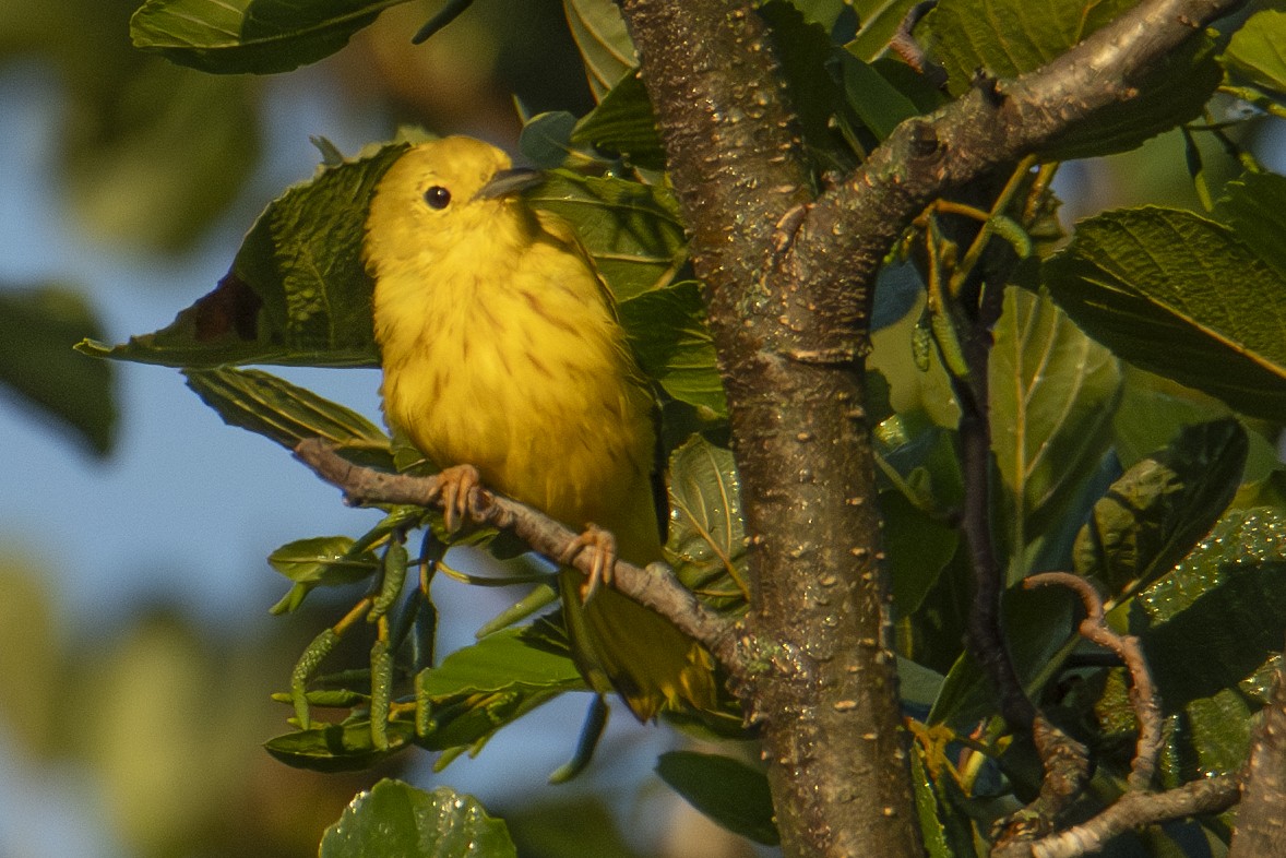 Yellow Warbler - ML622838948