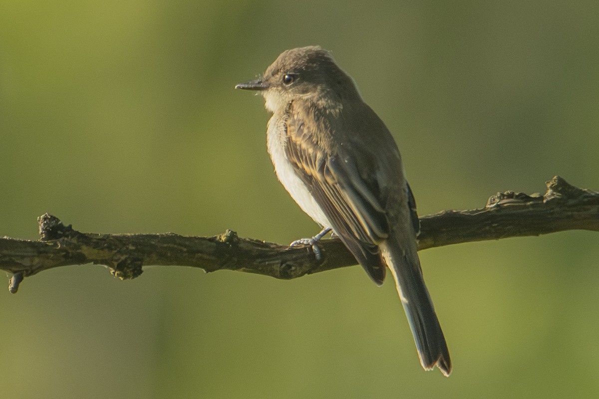 Eastern Phoebe - Andy Bowen