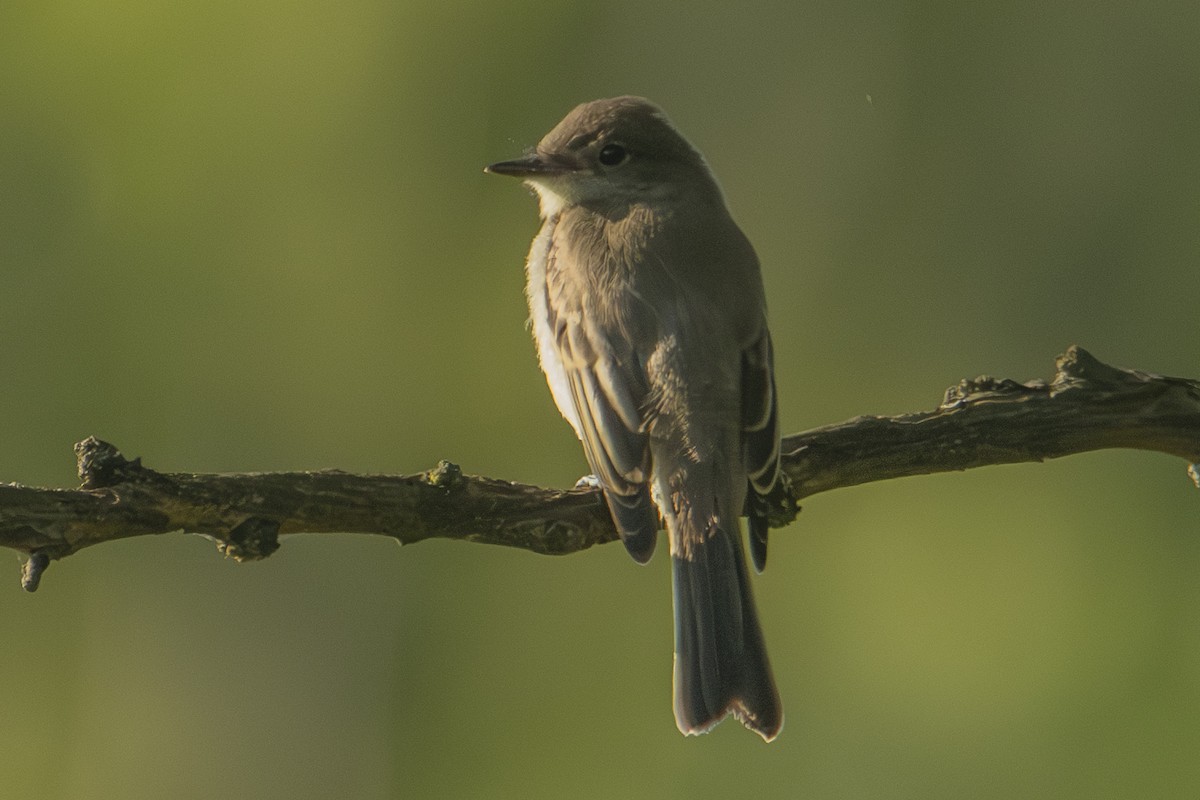 Eastern Phoebe - ML622838960