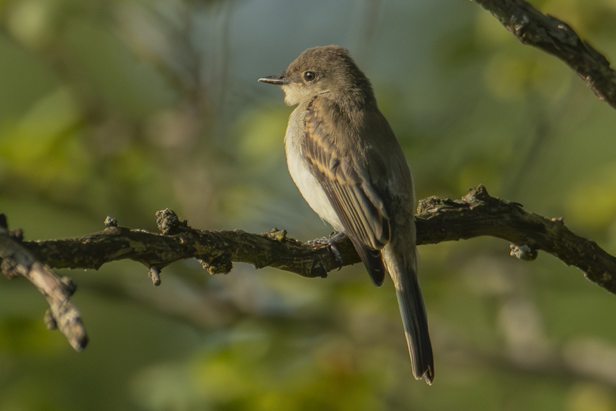 Eastern Phoebe - ML622838961