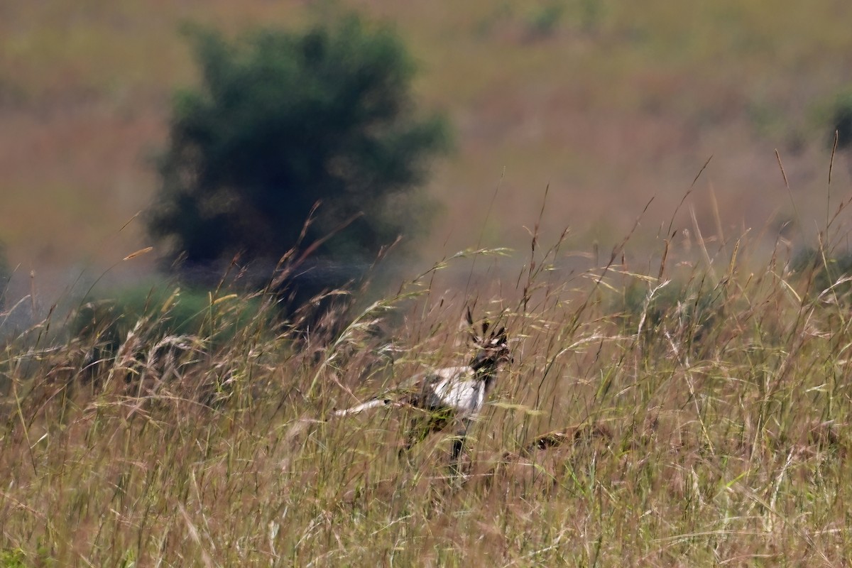 Secretarybird - Eileen Gibney