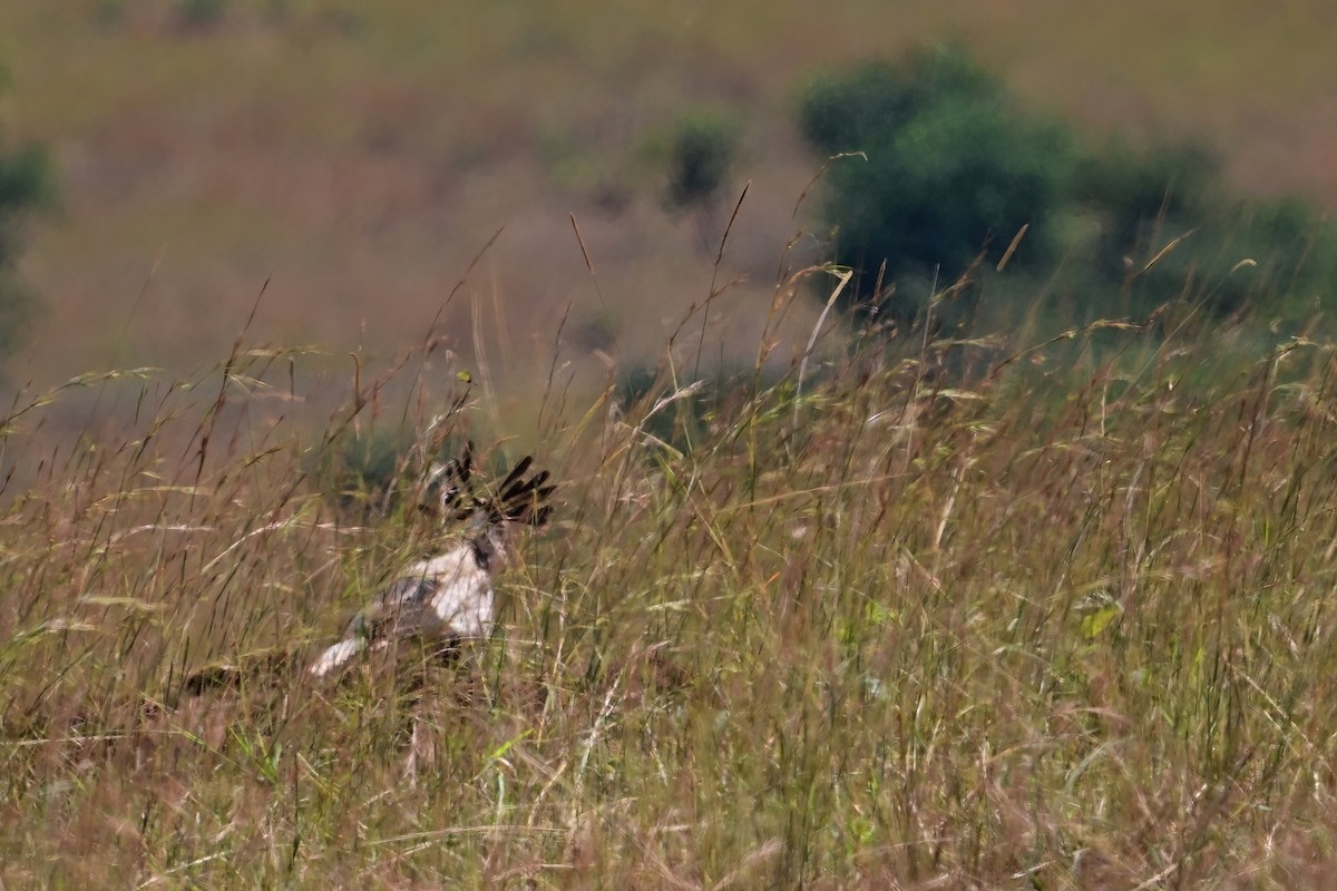 Secretarybird - ML622839068