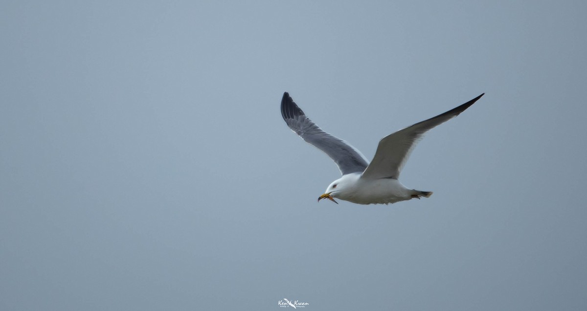 Black-tailed Gull - ML622839072