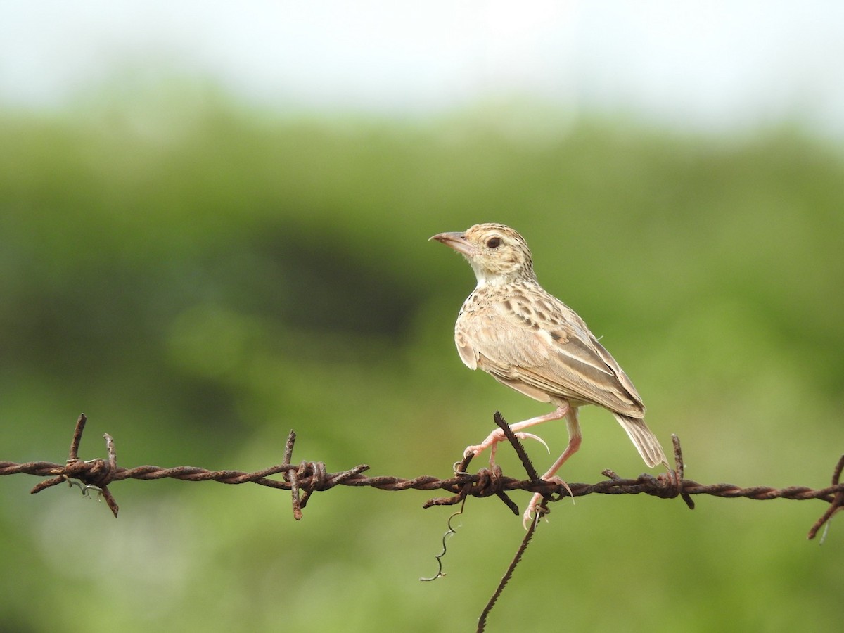 Jerdon's Bushlark - ML622839085