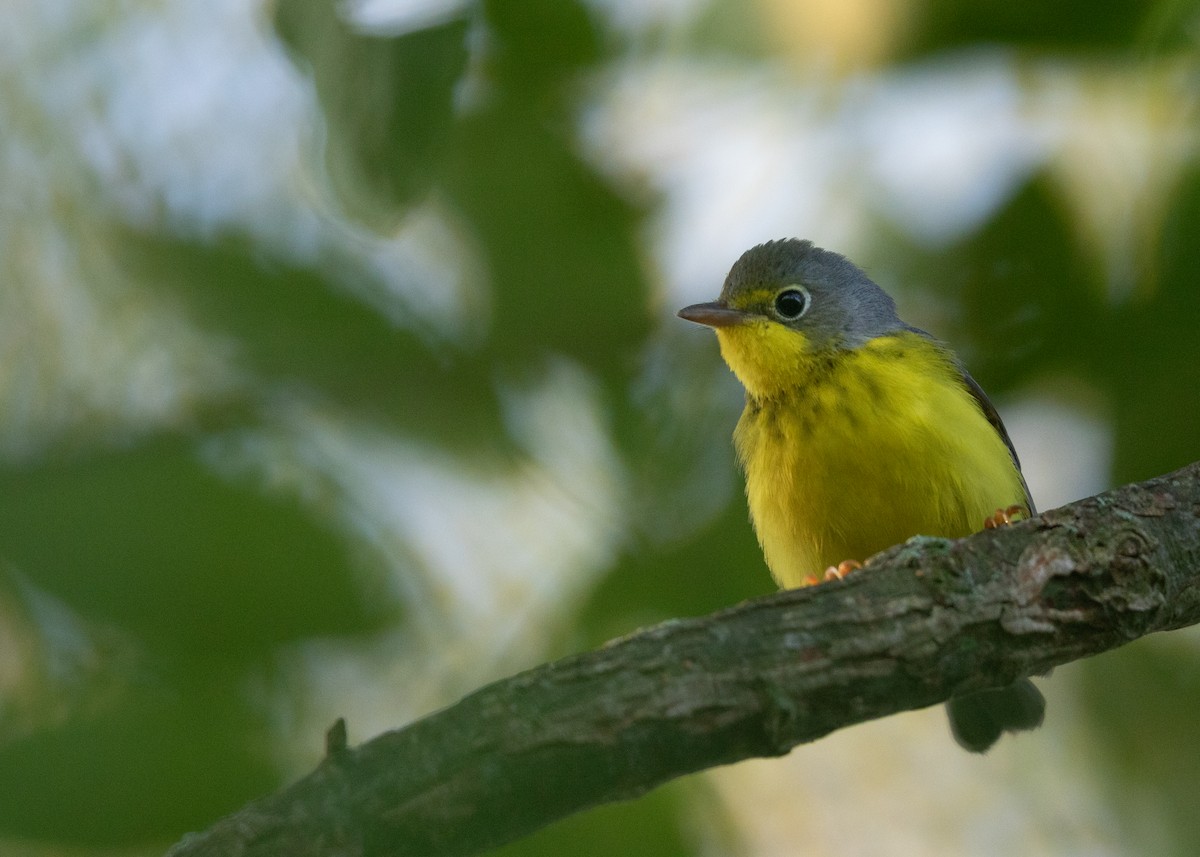 Canada Warbler - ML622839087