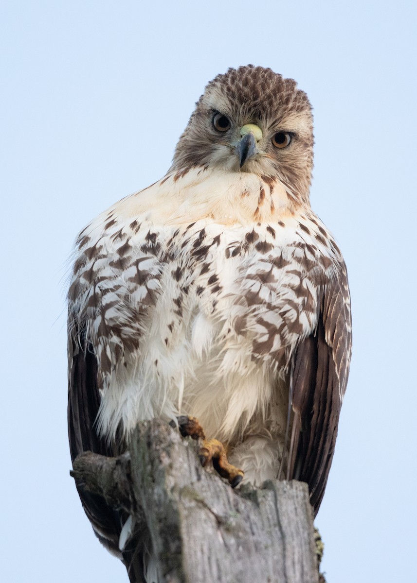 Red-tailed Hawk - ML622839101