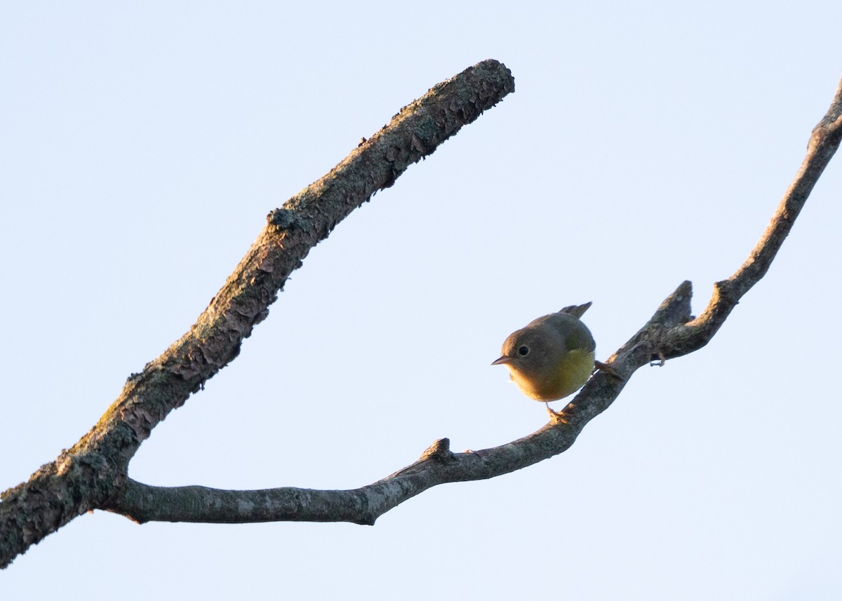 Nashville Warbler - ML622839110