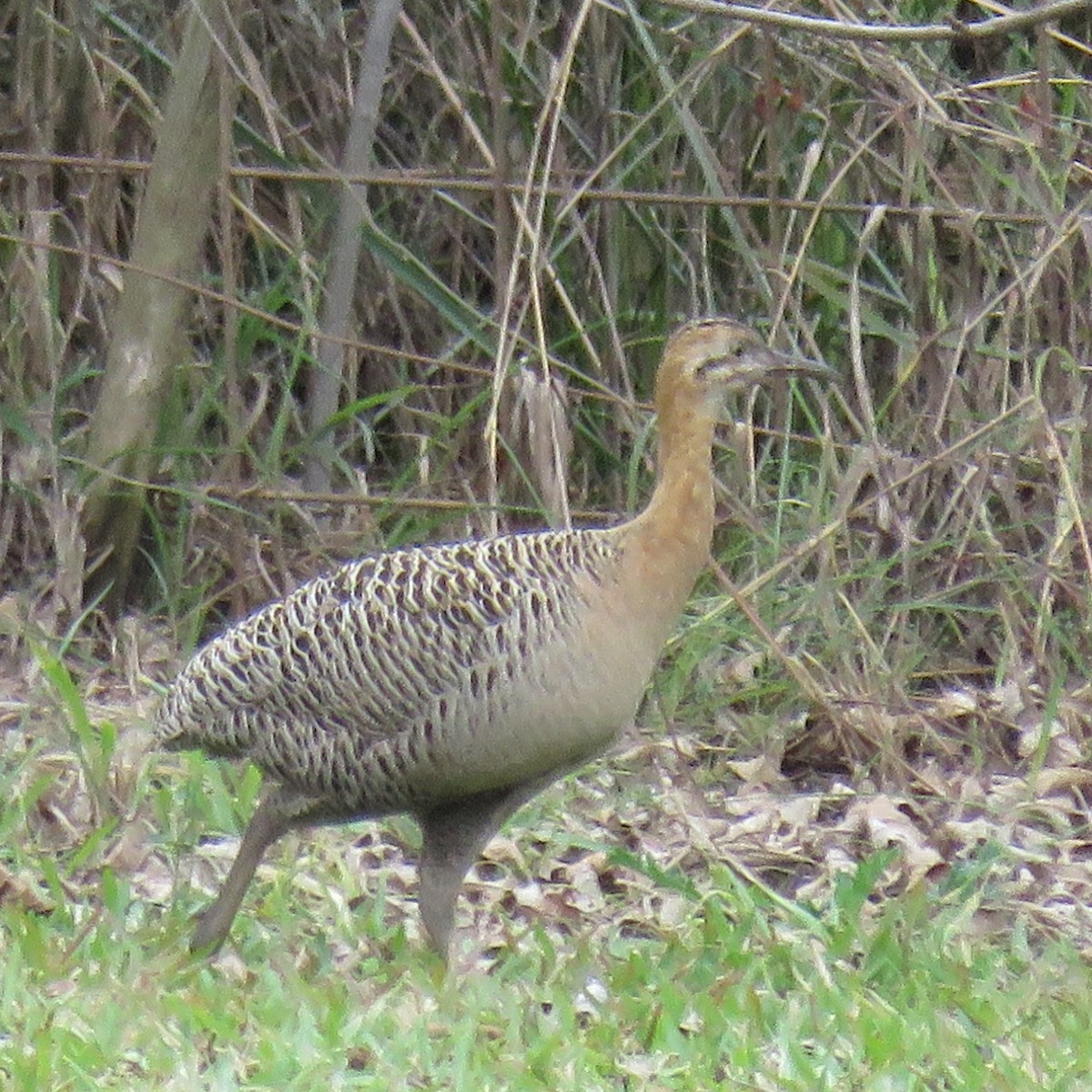 Red-winged Tinamou - ML622839121